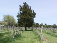 Krumm Farm Vineyard